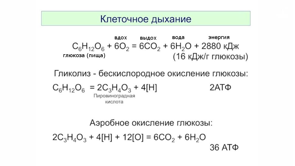 Клеточное дыхание рисунок